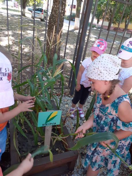 Сбор гербария